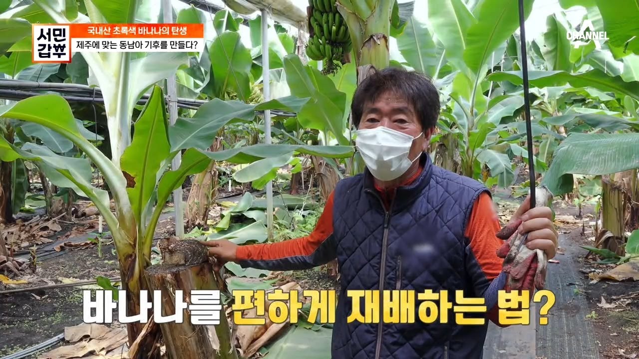 바나나 잎사귀는 17장이 필수?! 갑부가 공개하는 바나나 농사의 비결 | 서민갑부 332 회