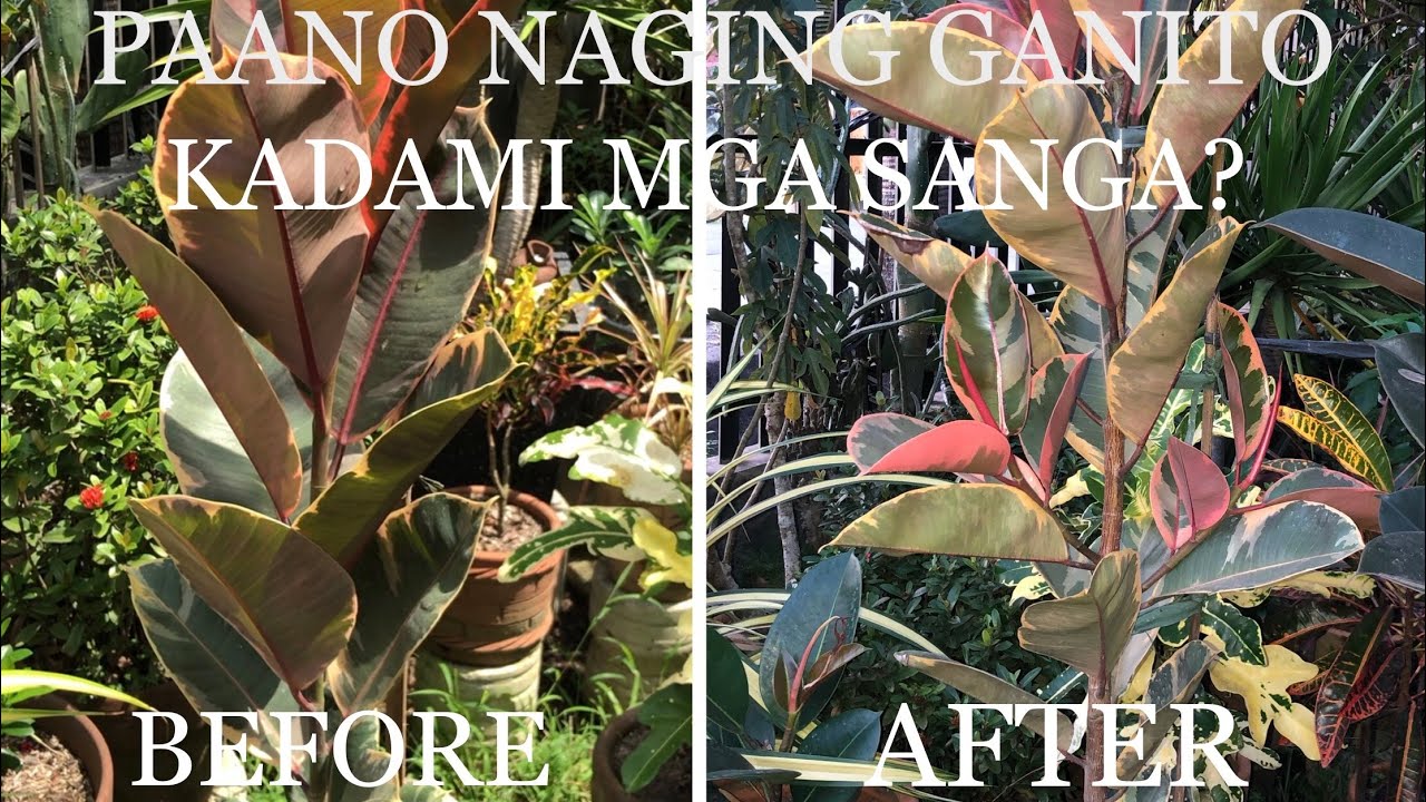 RUBBER PLANT- EPEKTIBONG PARAAN UPANG MAPADAMI MGA SANGA.