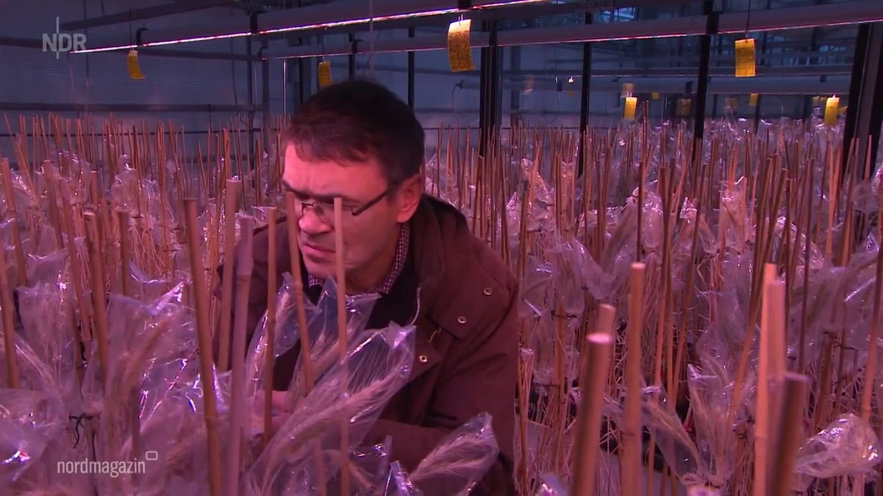 NDR: N3 Nordmagazin am 22.05.2020 | »Roggen: Getreide der Zukunft?«