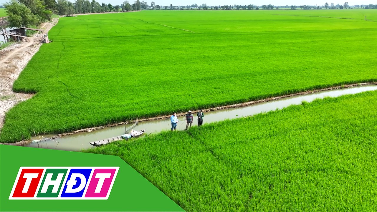 Quản lý bệnh đạo ôn | Syngenta Thông tin nông nghiệp - 15/2/2026 | THDT