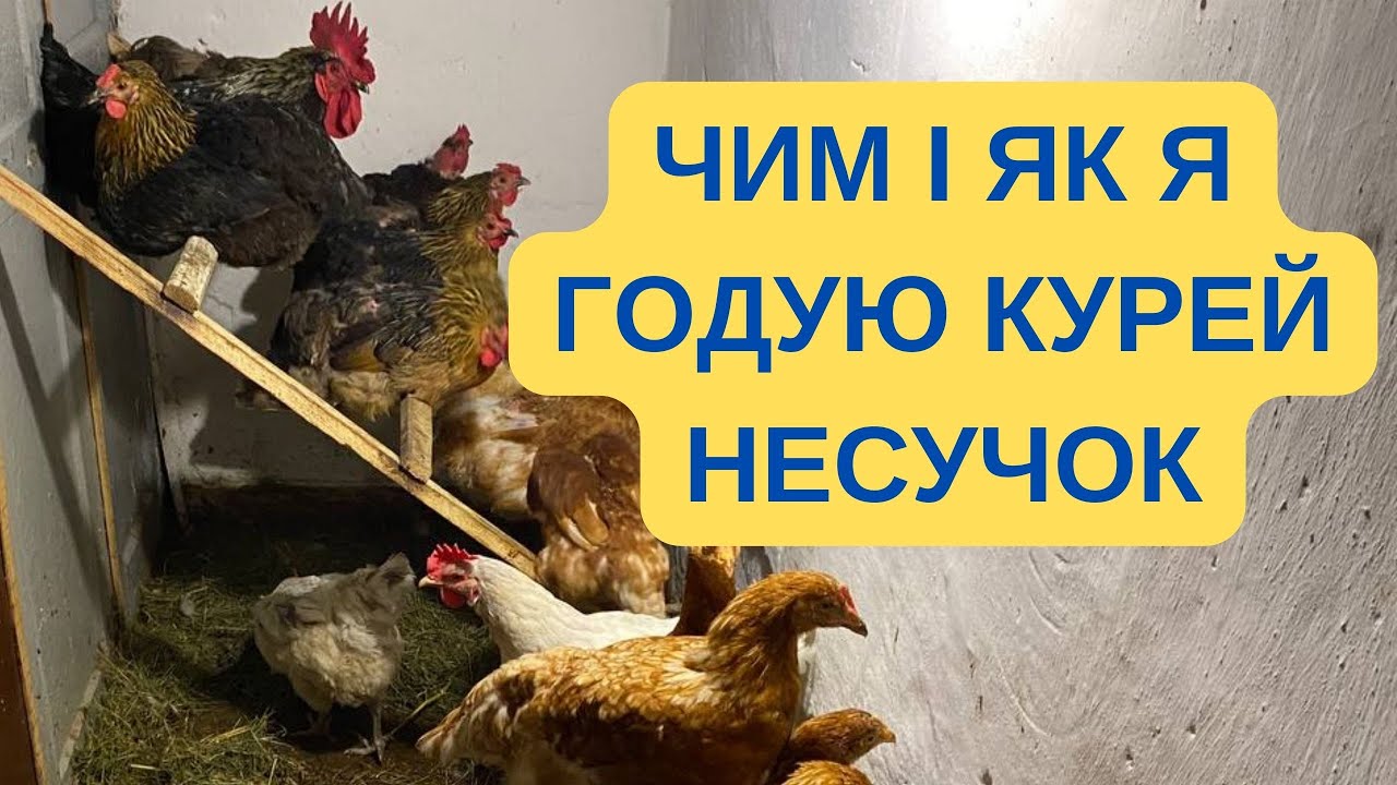 ЧИМ І ЯК Я ГОДУЮ СВОЇХ КУРЕЙ НЕСУЧОК@kyruvgaragi