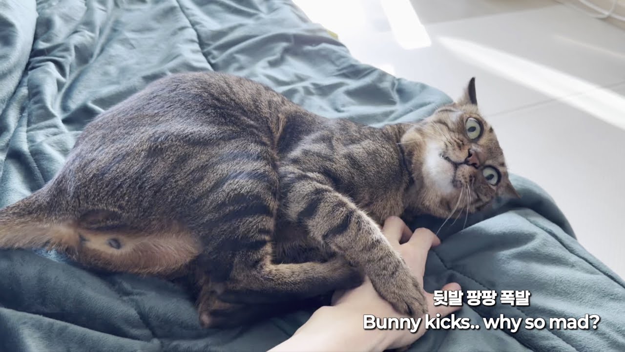 [삼묘시대 vlog 8] 뒷발 팡팡 - 츄르로 합의 Bunny kick to Churu peace