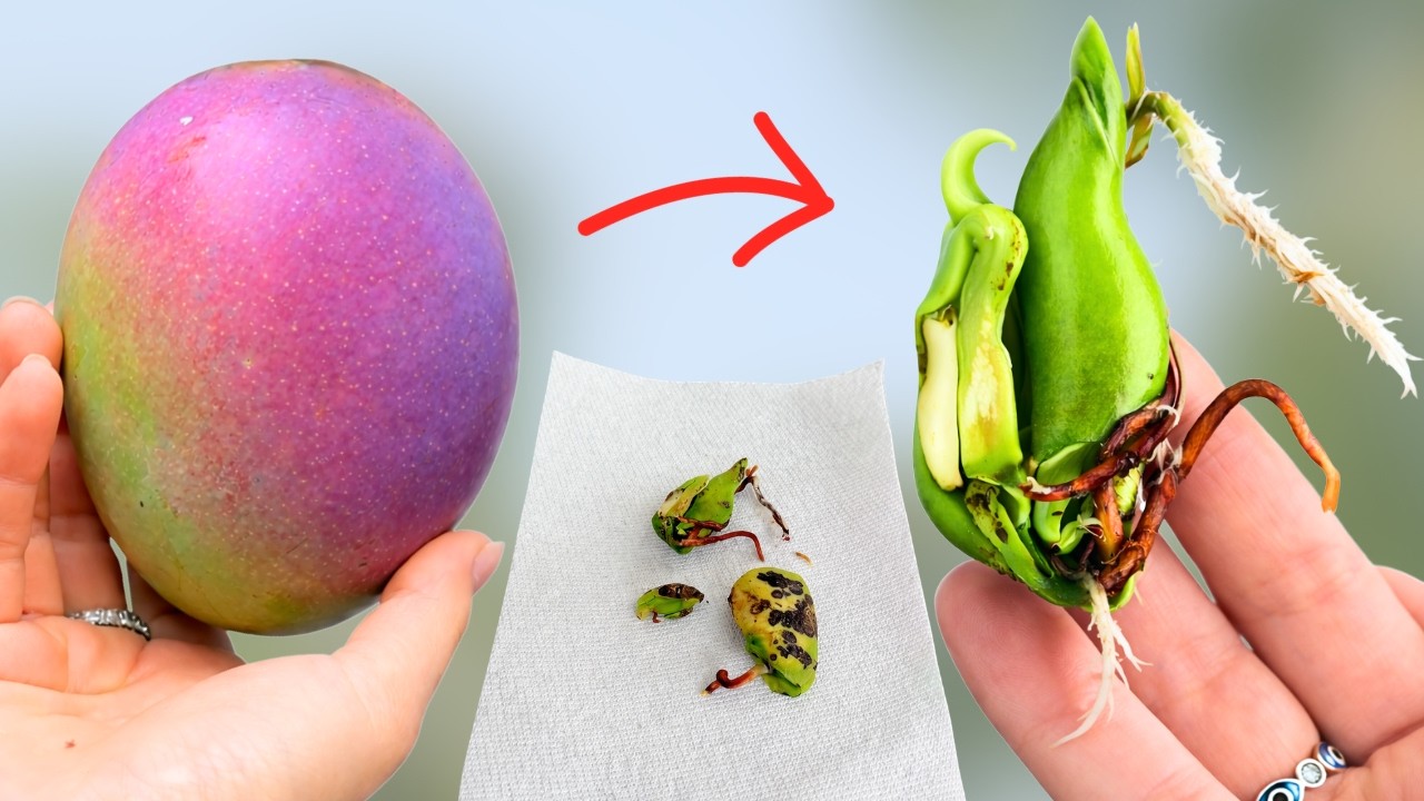 What's Hiding Inside a Mango Pit?