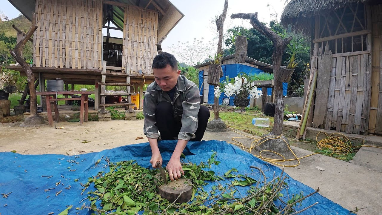 Thăm lại đồi bạch đàn 1 năm tuổi, cuộc sống tự nhiên