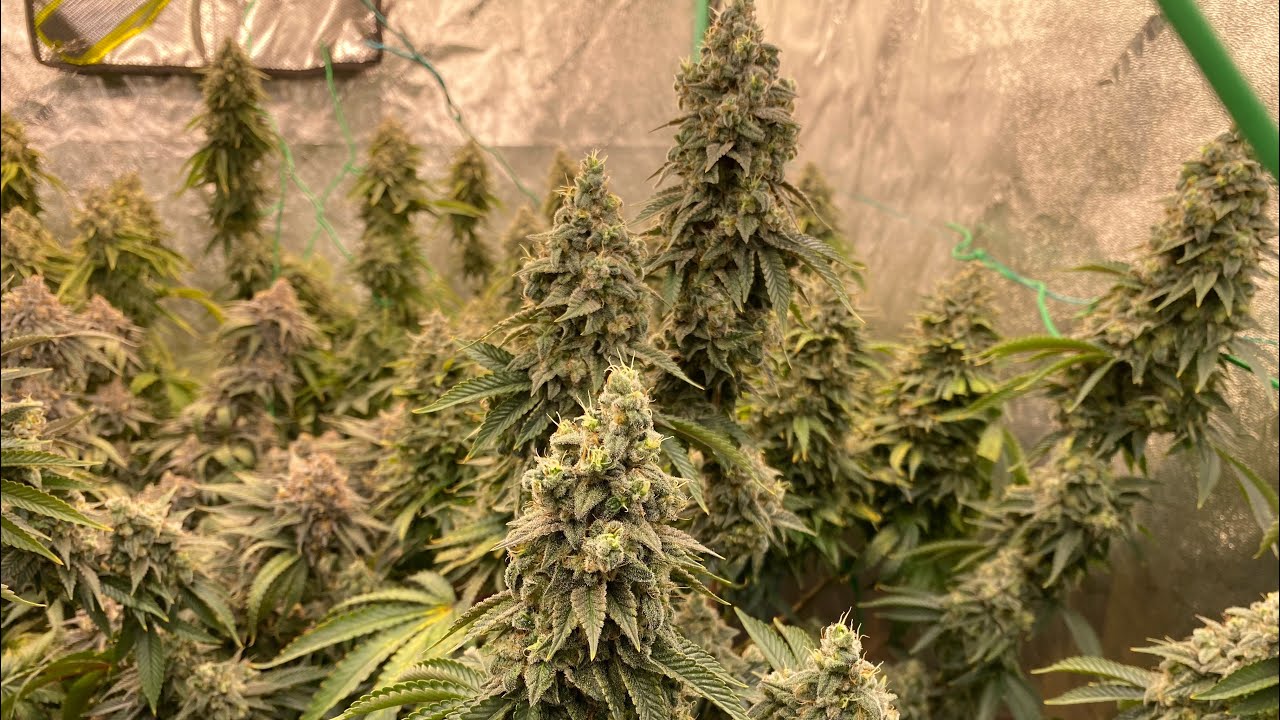 D59F Dos-si-Dos 33, Holy Grail Kush, Blue Gelato 41, Orange Sherbet Barney&rsquo;s Farm DNA Genetics grow