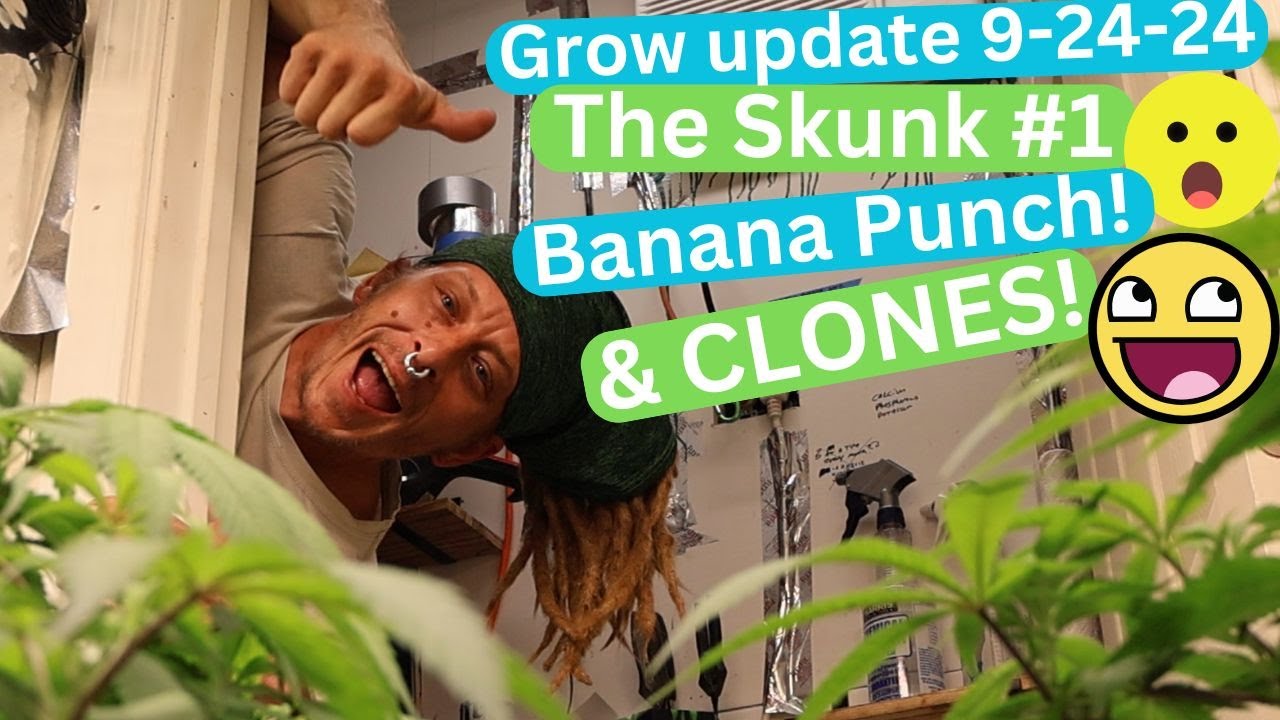 Garden Update 9-24-24 indoor grow Skunk #1, Banana punch, happy plants and alive clones! LET'S GO!