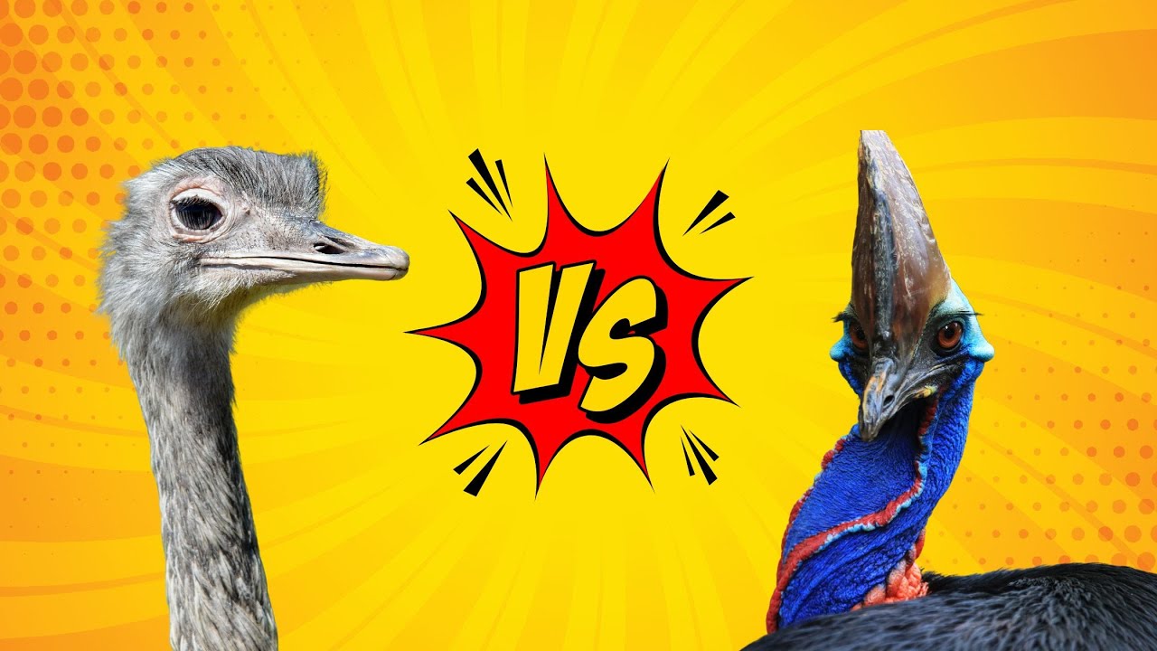 Rhea vs Cassowary (Emu, Ostrich, Shoebill, Philippine Eagle)