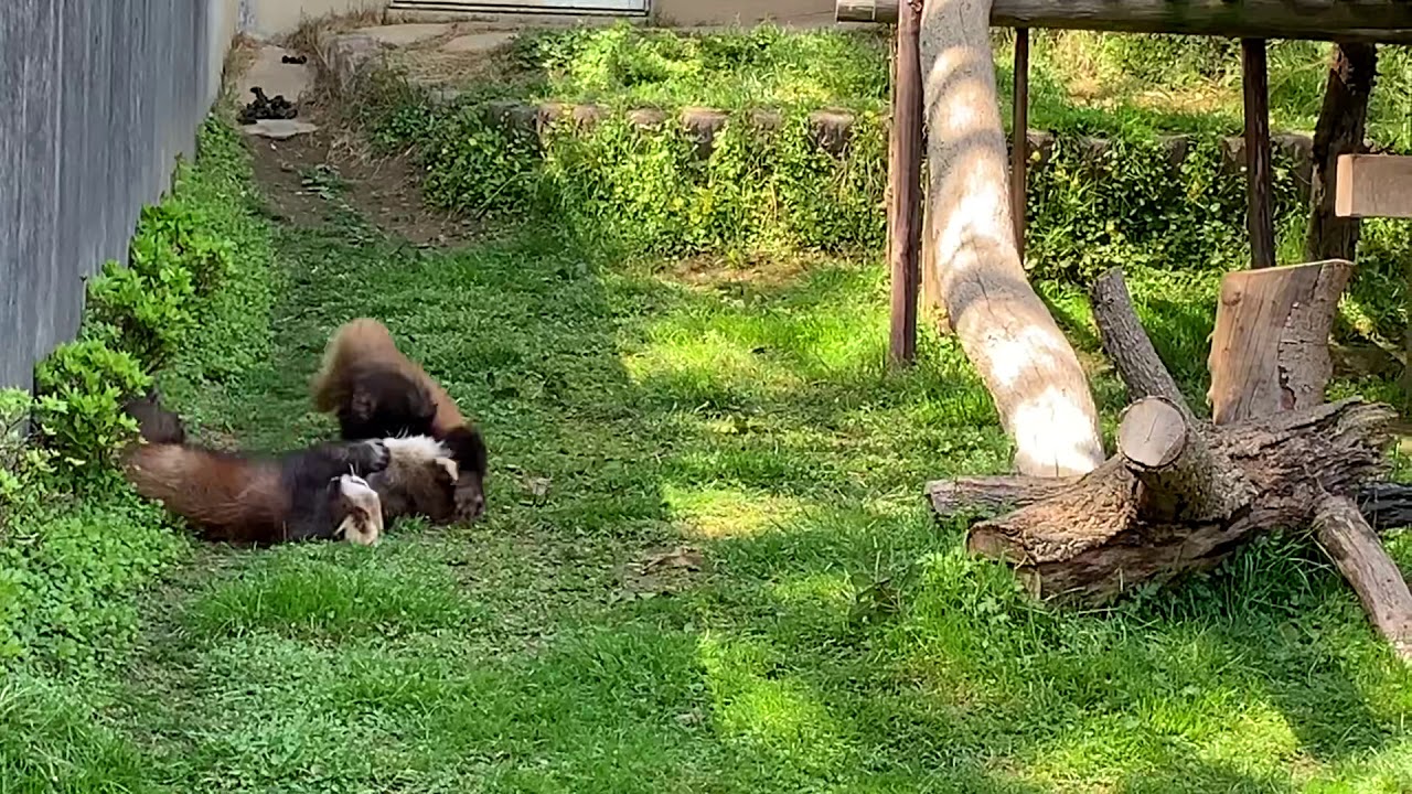 おうちで西山動物園　ニーコとレイファ　元気に遊んでいます。途中、母親も参戦