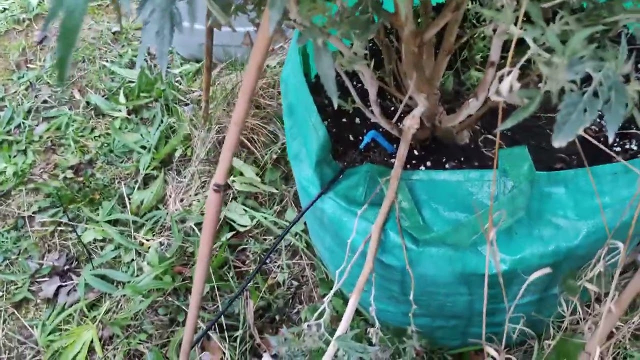 🇬🇧🦍 Британские партизаны выращивают сыр на сайте Croptober 🇬🇧🦍#reepwhatyousow #420 #harvest #fypシ