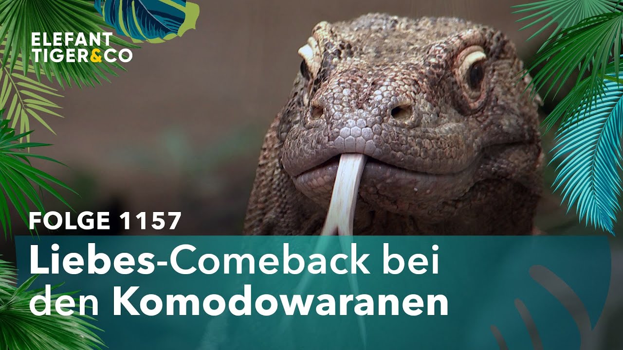 Das heikle Liebesspiel der Komodowarane (Folge 1157) | Elefant, Tiger & Co. | MDR