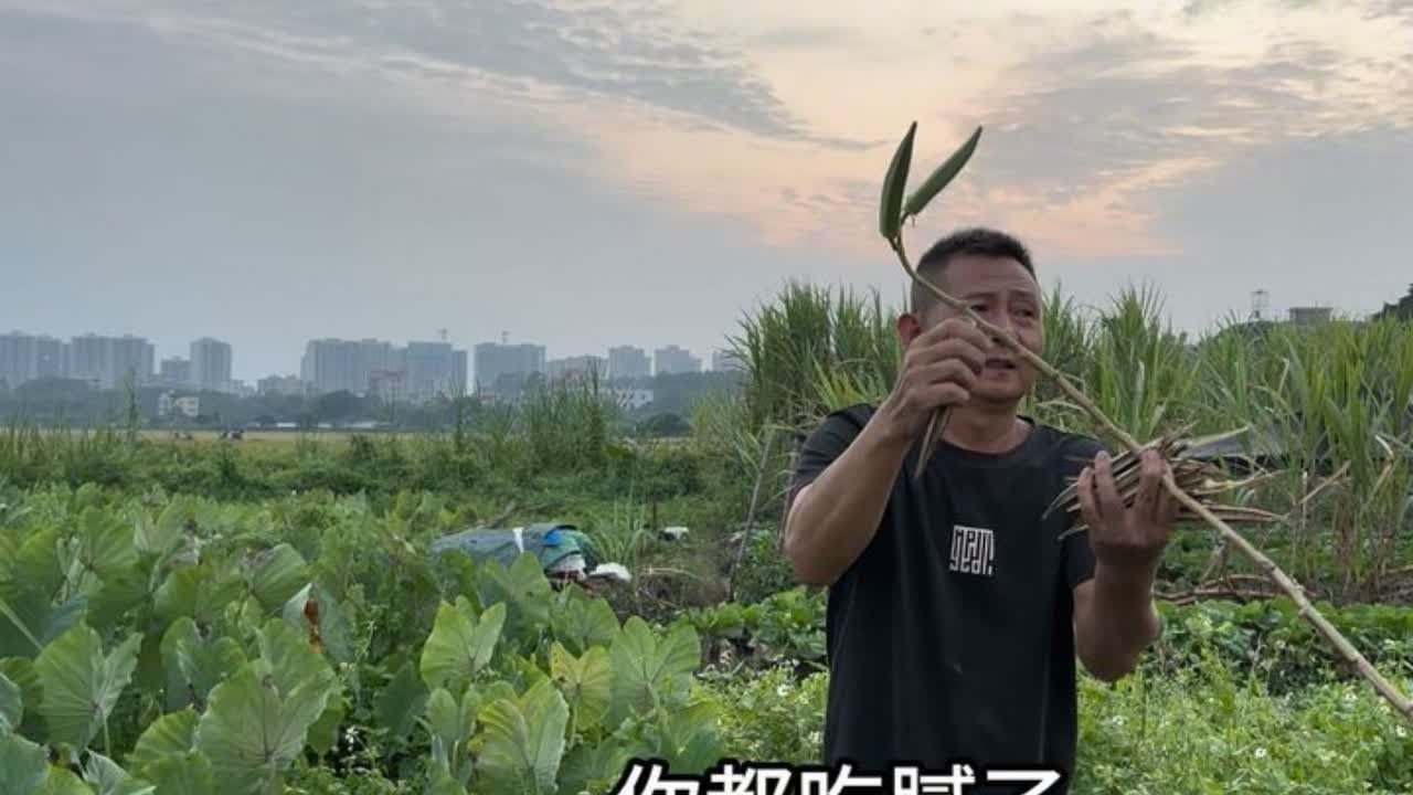 每次去菜地心情都非常好。特别是和邻里在菜地里说说笑笑，聊聊天心情一下子就变好了。种菜喂鸭两不误。#真实记录生活日常#纯天然蔬菜 #我的乡村生活