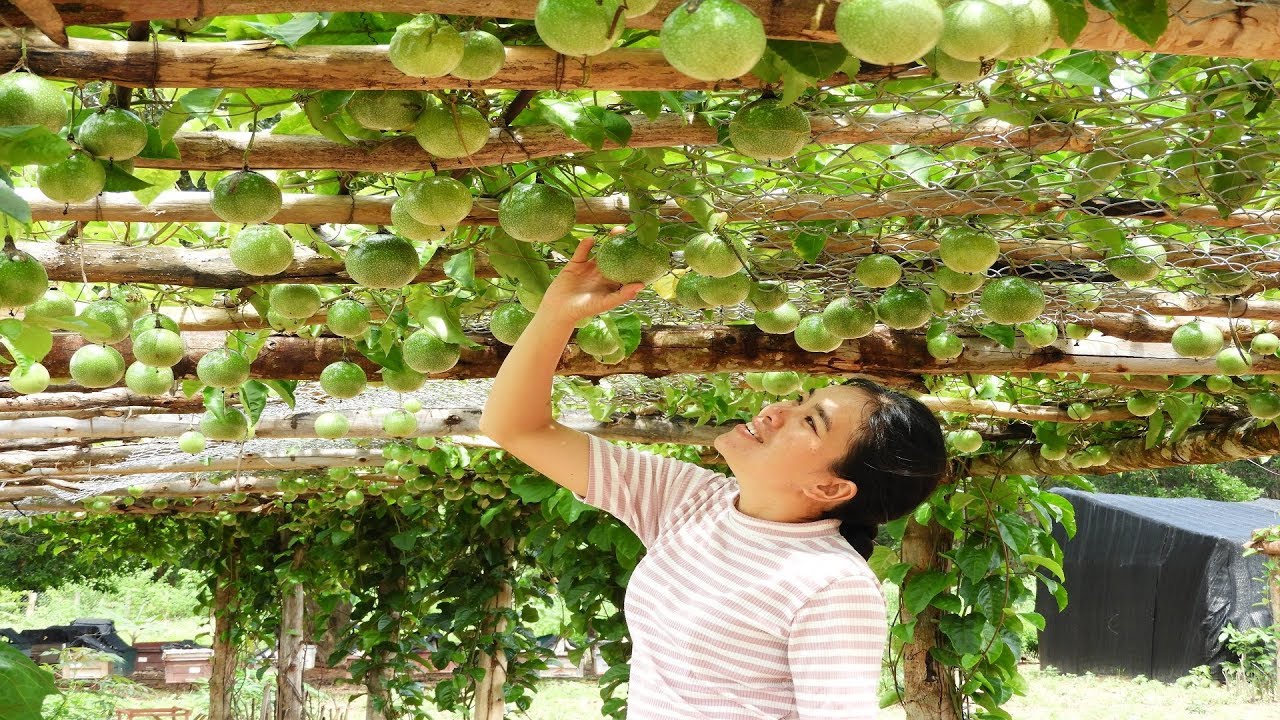 Khmer Beekeeping Farm: Plant passion fruit trees for make shade to honey bees hives