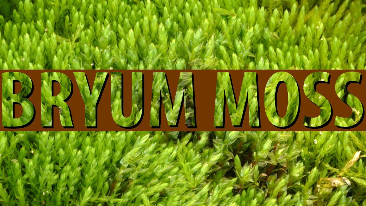 Bryum moss (Bryum sp.)