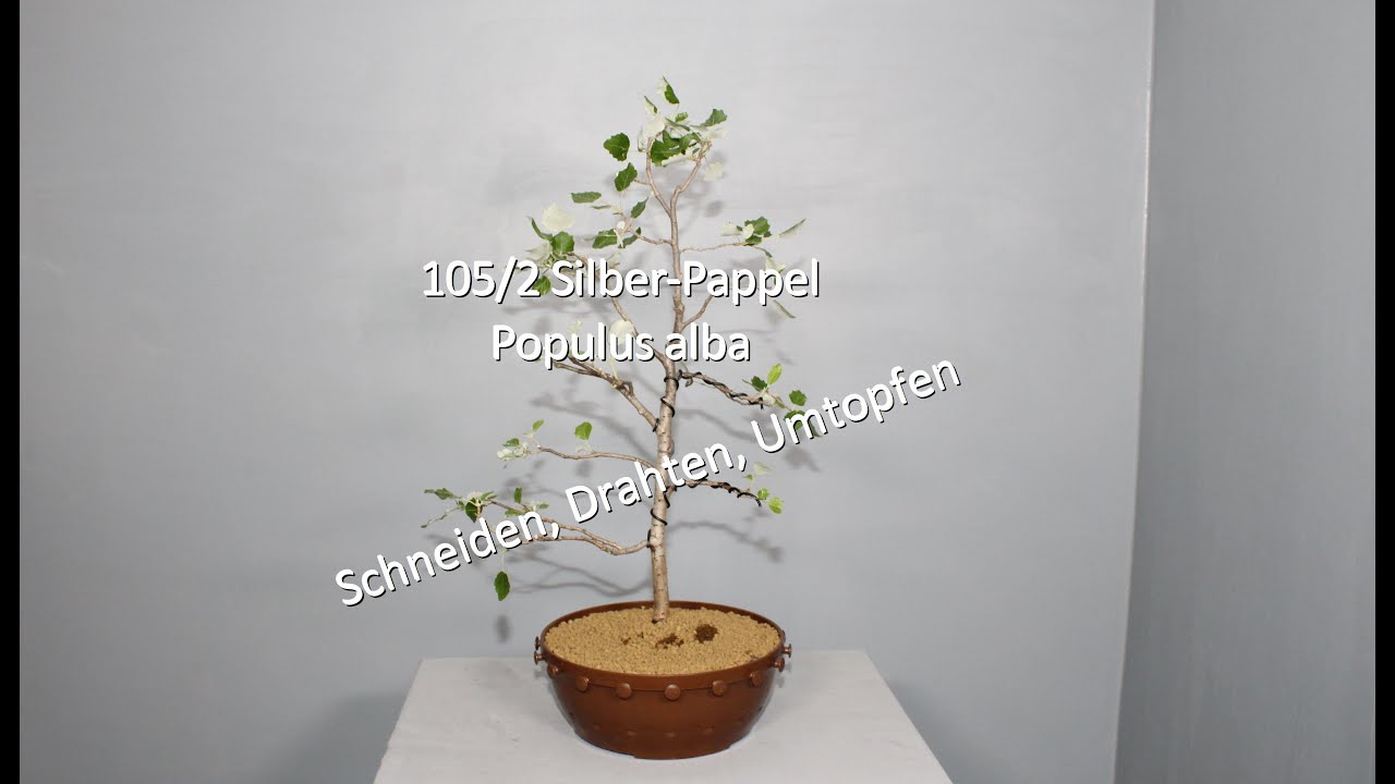105/2 Silber-Pappel - Populus alba