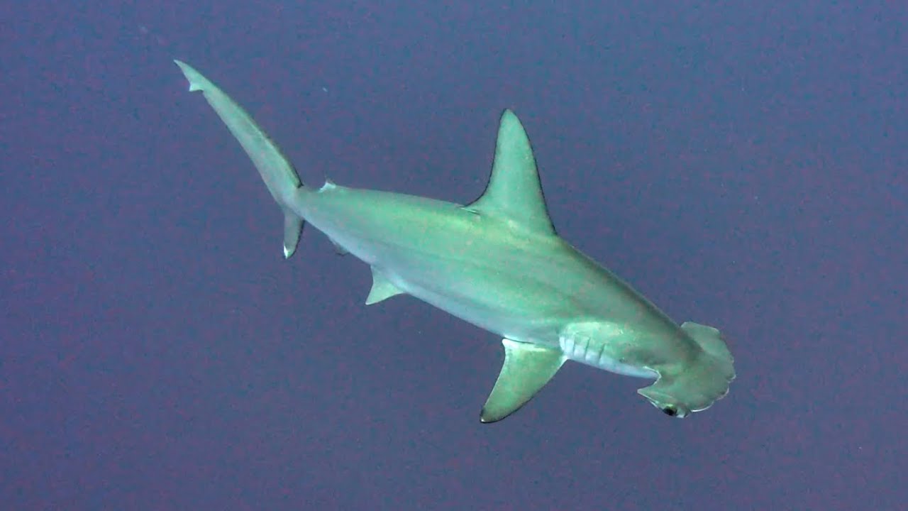 Egipth 2025 (Hurgada, Brothers, Daedalus, Elphinstone)