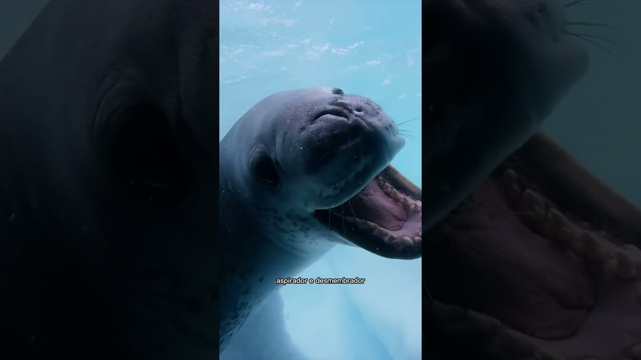 O ANIMAL MAIS ASSUSTADOR DO OCEANO, FOCA LEOPARDO