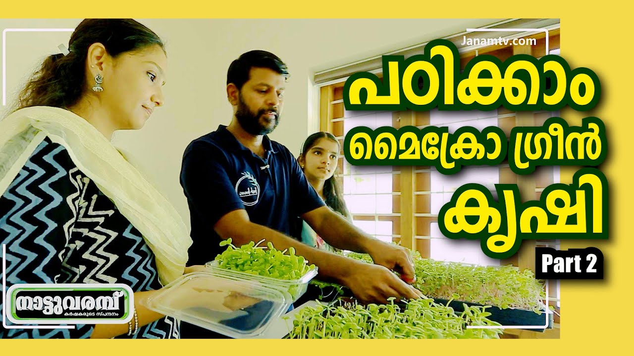 പഠിക്കാം മൈക്രോഗ്രീൻ കൃഷി | PART 2 | MICROGREENS | MICROGREEN CULTIVATION | NATTUVARAMBU #235