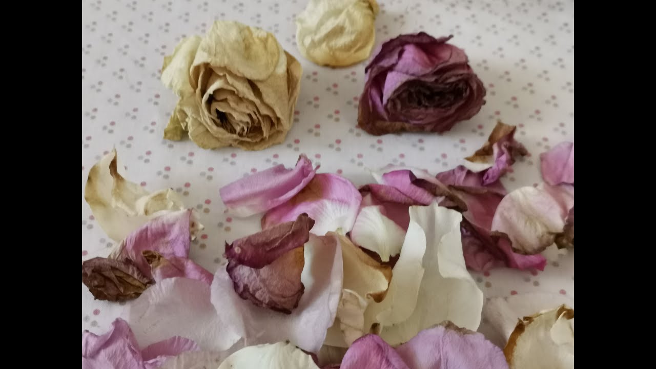 🌹 Гадание по лепесткам роз // Их ночные мысли о тебе #розомантия