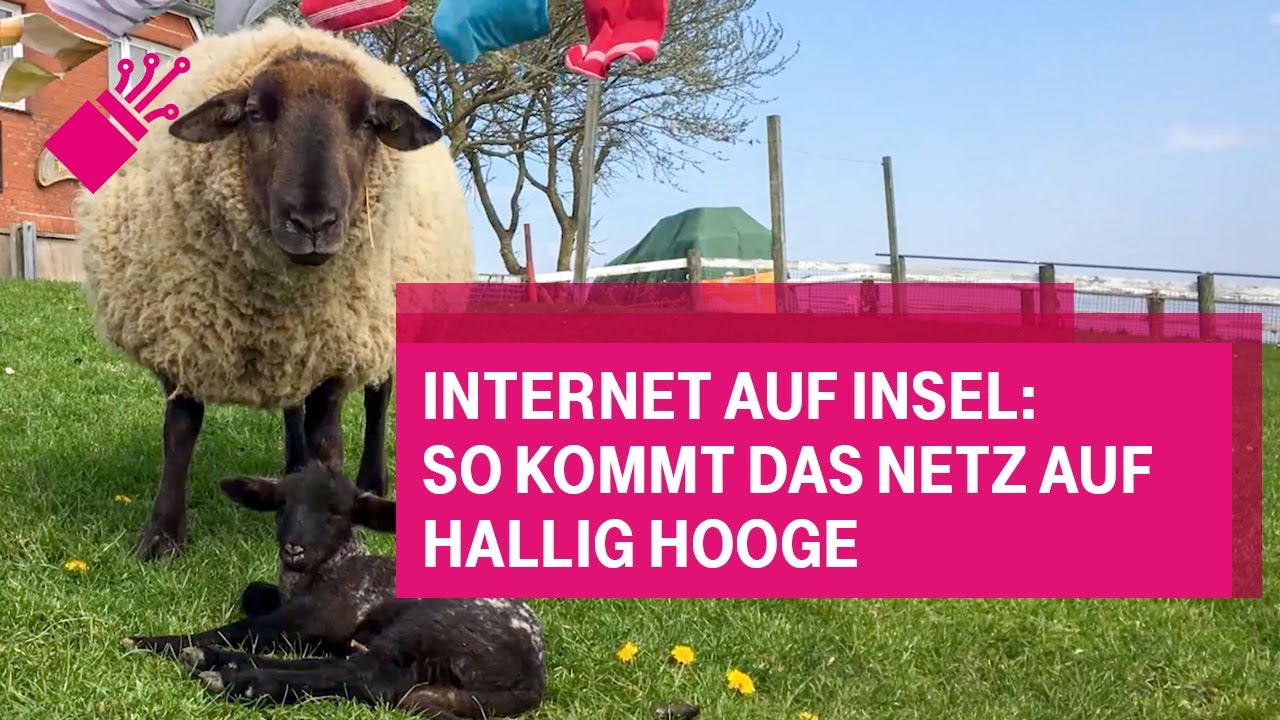 Internet auf Insel: So kommt das Netz auf Hallig Hooge