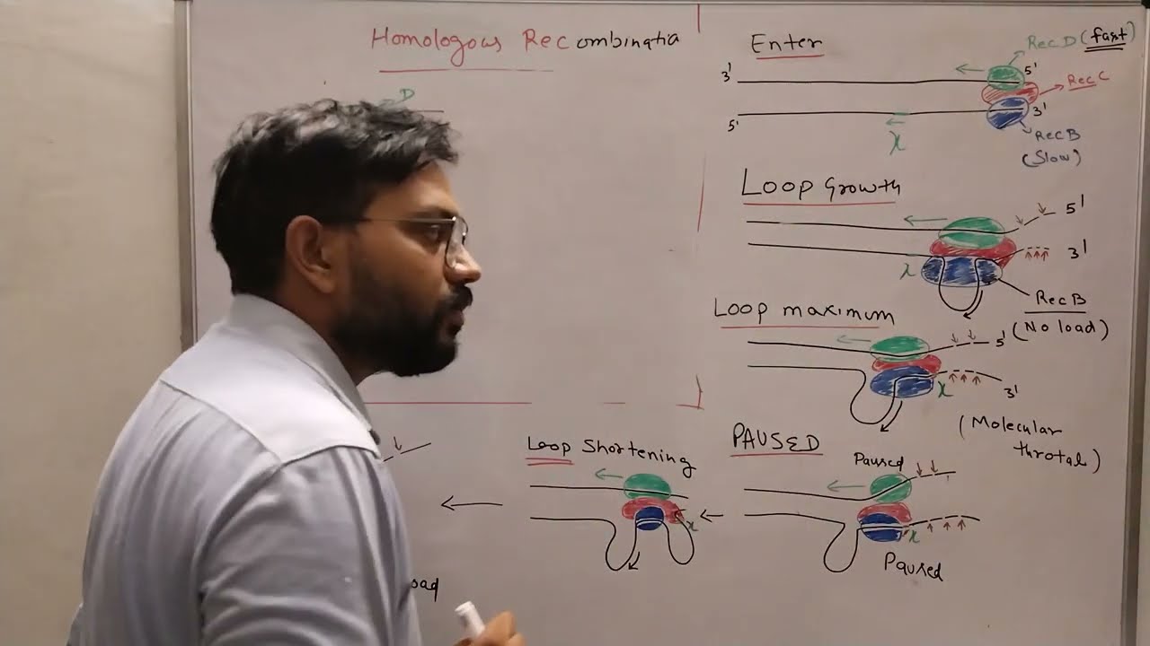 RecBCD Pathway Homologous recombination