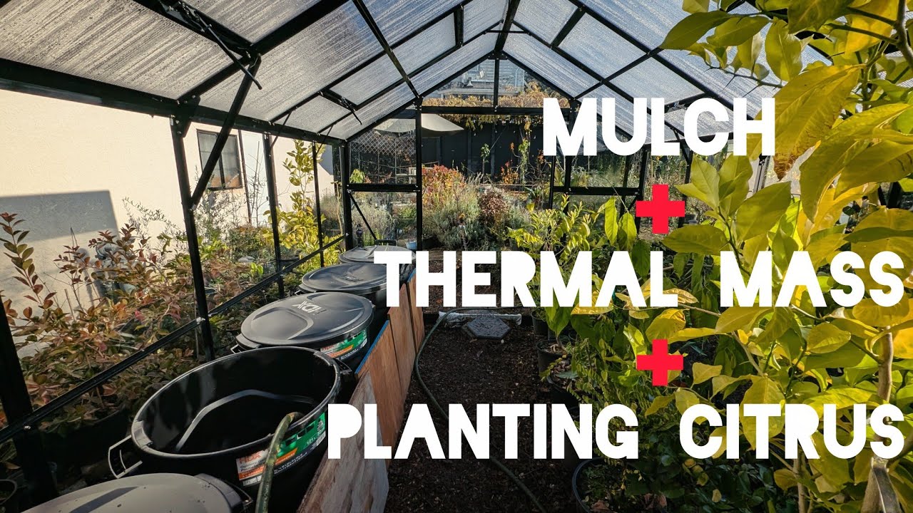 Winter-Ready Greenhouse: Citrus, Mulch & Thermal Mass 