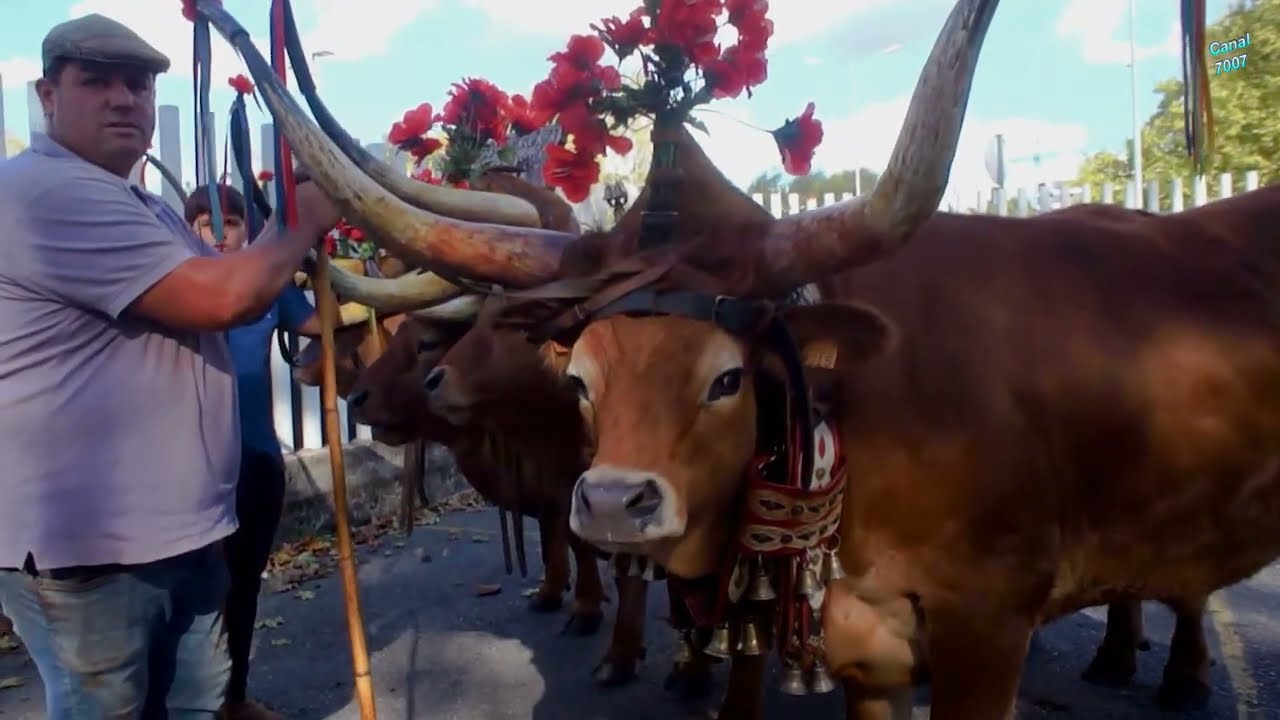 Desfile de candidatos a posta Barrosã e Minhota.