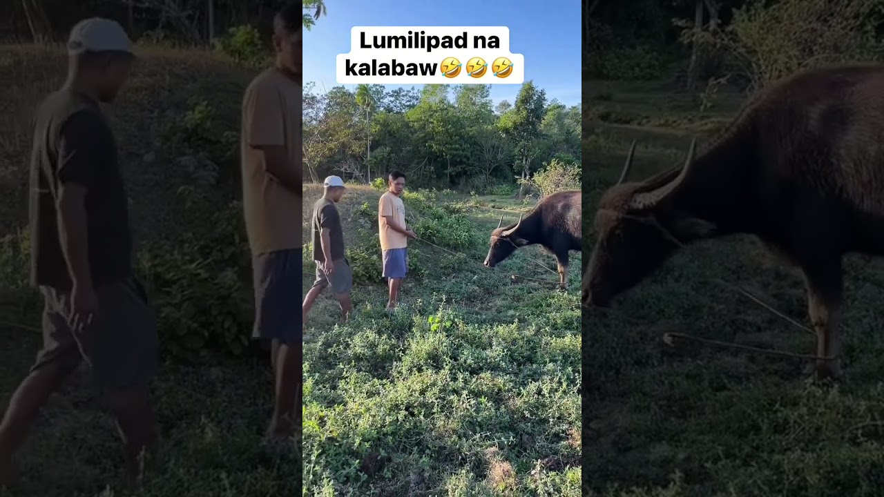 Eto yung nagviral na kalabaw😅😅