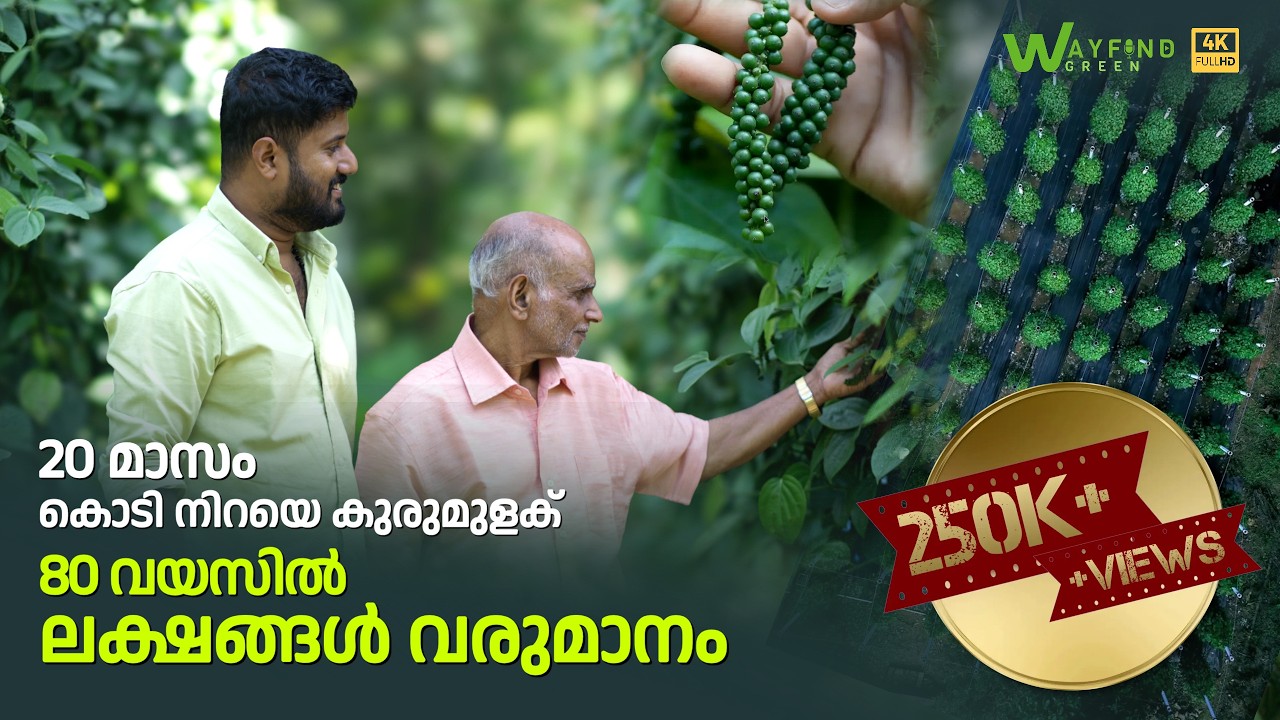 കൊടി നിറയെ കുരുമുളക്; 80-ാം വയസ്സില്‍ വരുമാനം ലക്ഷങ്ങൾ | Kerala Pepper Farming