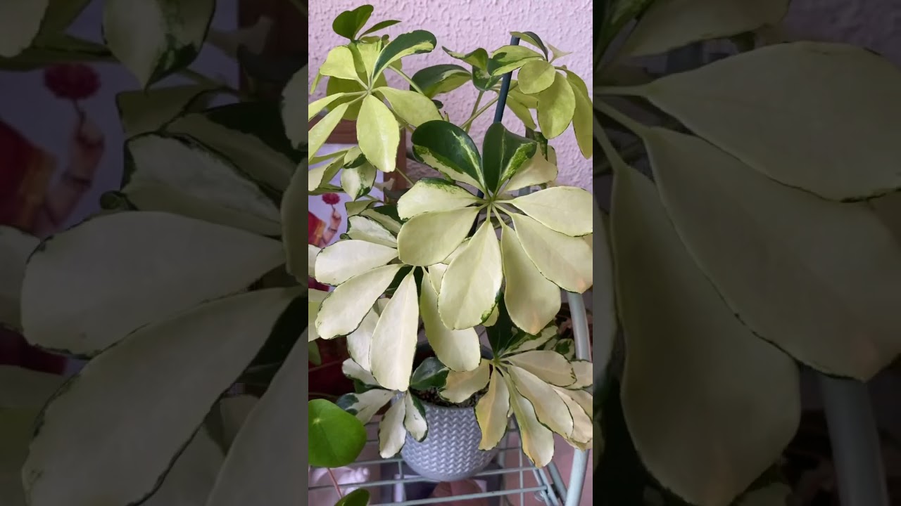 schefflera arboricola #umbrellaplant #houseplants #indoorplants #variegatedplants #plants