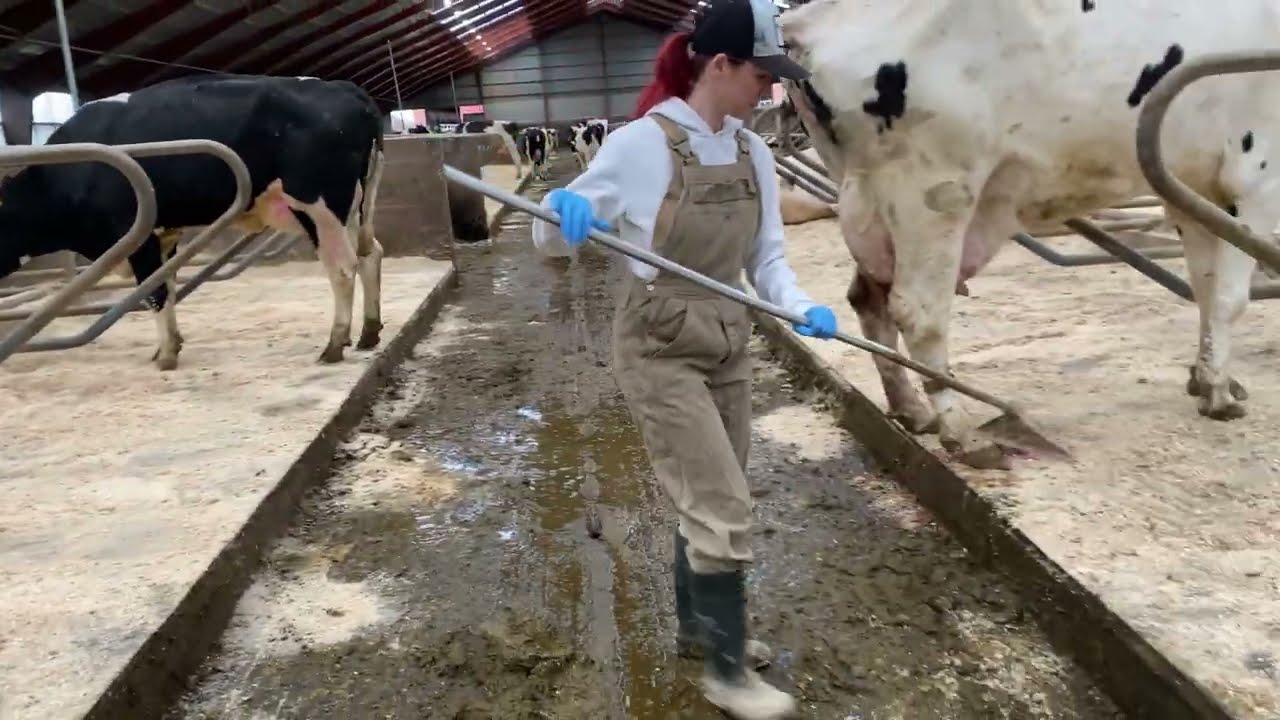 Pretty Girl Cleaning Manure on a Farm | Best Cow Farm | Farm Girl