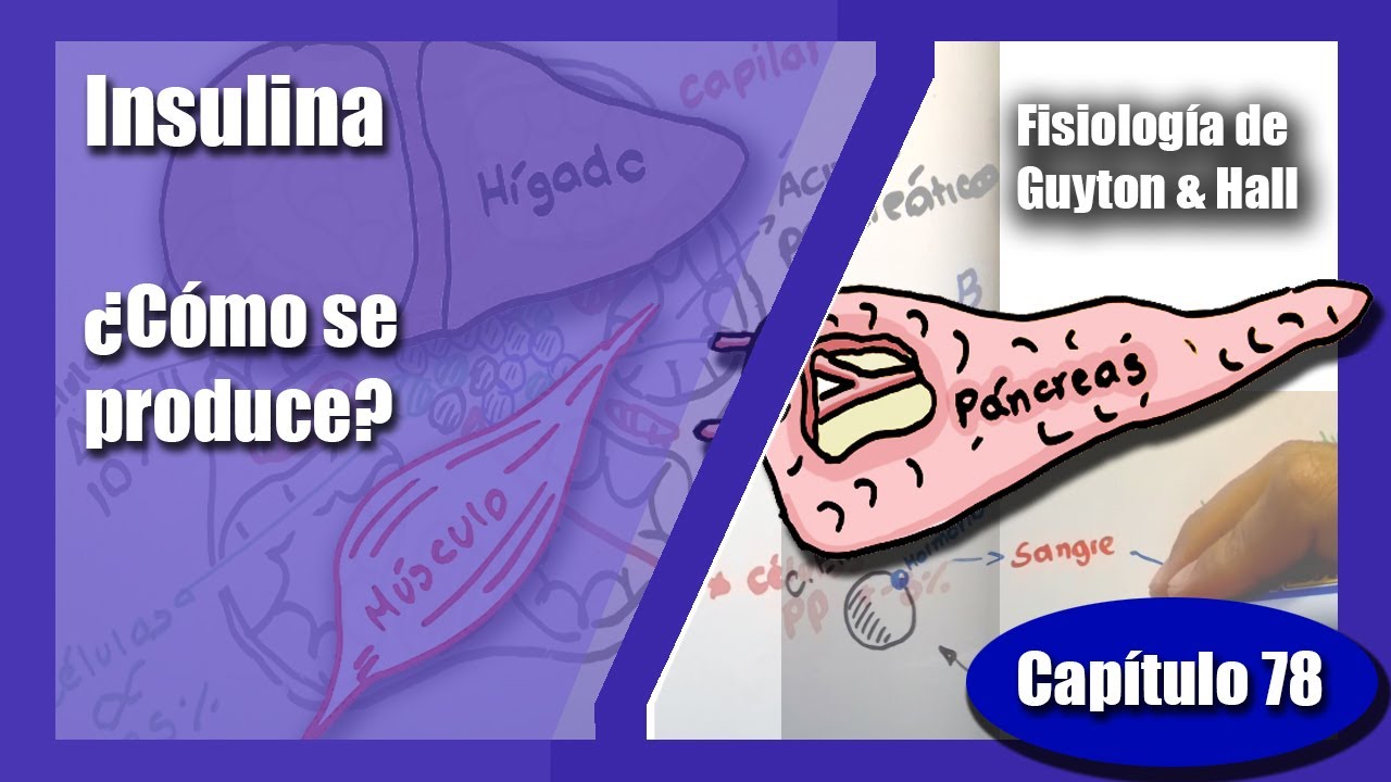 Insulina | Capítulo 78 | Fisiología de Guyton & Hall (Andrés Samaniego)