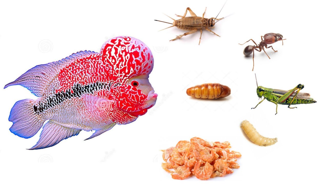 Top 10 Live Foods (Insects) And Their Nutritional Values For Your Carnivorous Fish.
