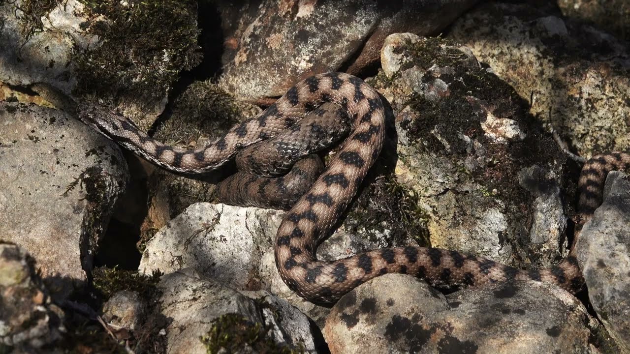REPTILES DES COLLINES SECHES