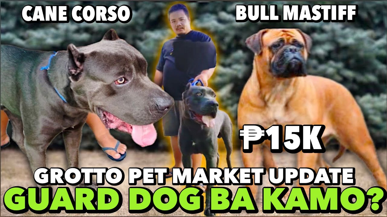 SOLID NA CANE CORSO AT BULL MASTIFF NI KUYA ALVIN | GROTTO PET MARKET UPDATE | MAY 26, 2024