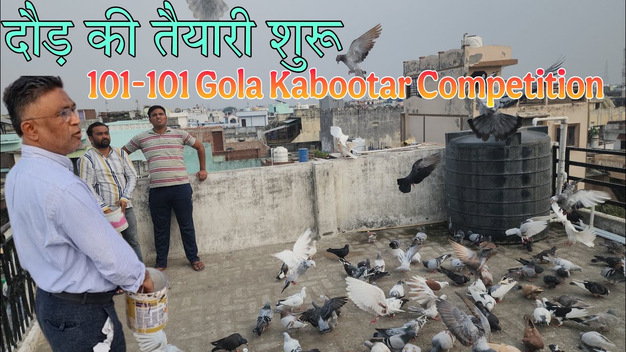 अमरोहा में 101-101 कबूतर की दौड़ की तैयारी शुरू। दोनों पार्टियां अपने अपने कबूतर पर धार रखते हुए।