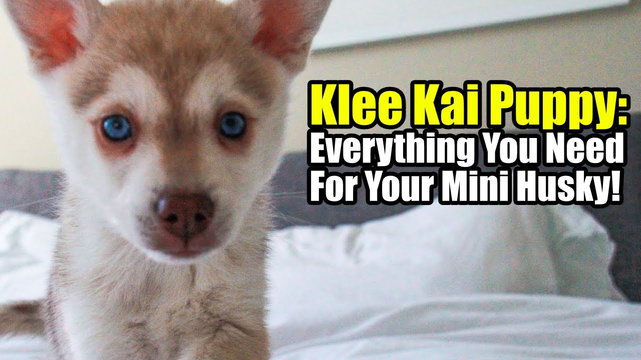 Alaskan Klee Kai Puppy Essentials | How To Prepare For Your Mini Husky