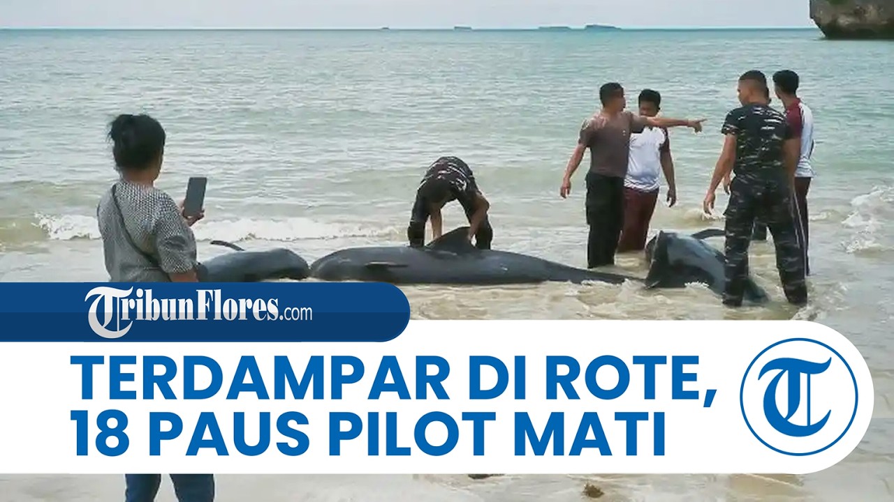 50 Paus Pilot Terdampar di Pantai Mbadokai Rote, 18 Ekor Mati dan Bangkai Dikebumikan Massal
