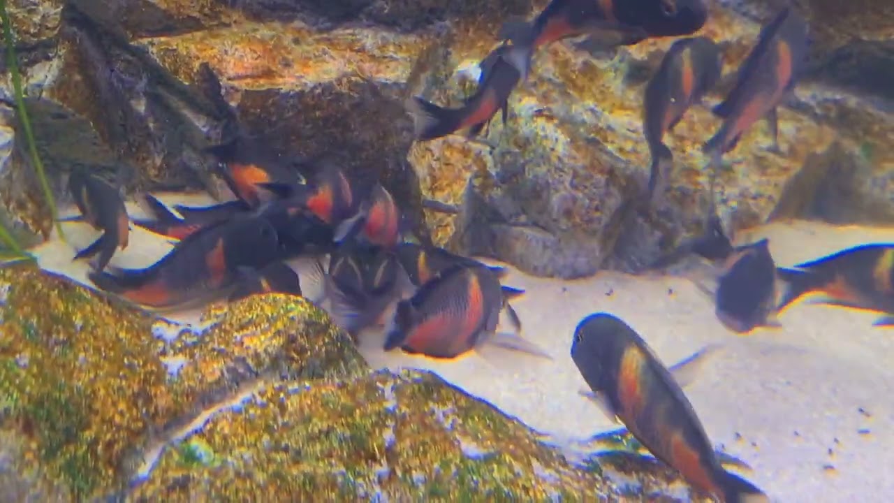 F0 Tropheus Sp. kirschfleck Bulu Point Feeding time with Repashy Super Green! 🥦💪