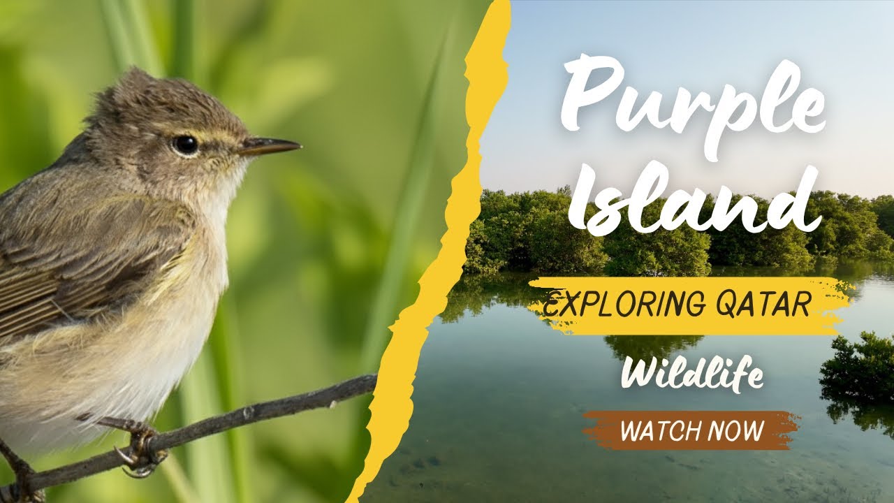 പക്ഷികളുടെ സ്വർഗ്ഗം – Purple Island, Al Khor | Wildlife Field Vlog