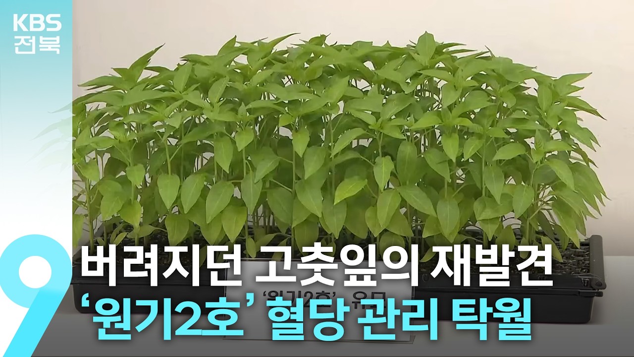 버려지던 고춧잎의 재발견…‘원기2호’ 혈당 관리 탁월 / KBS  2026.03.14.