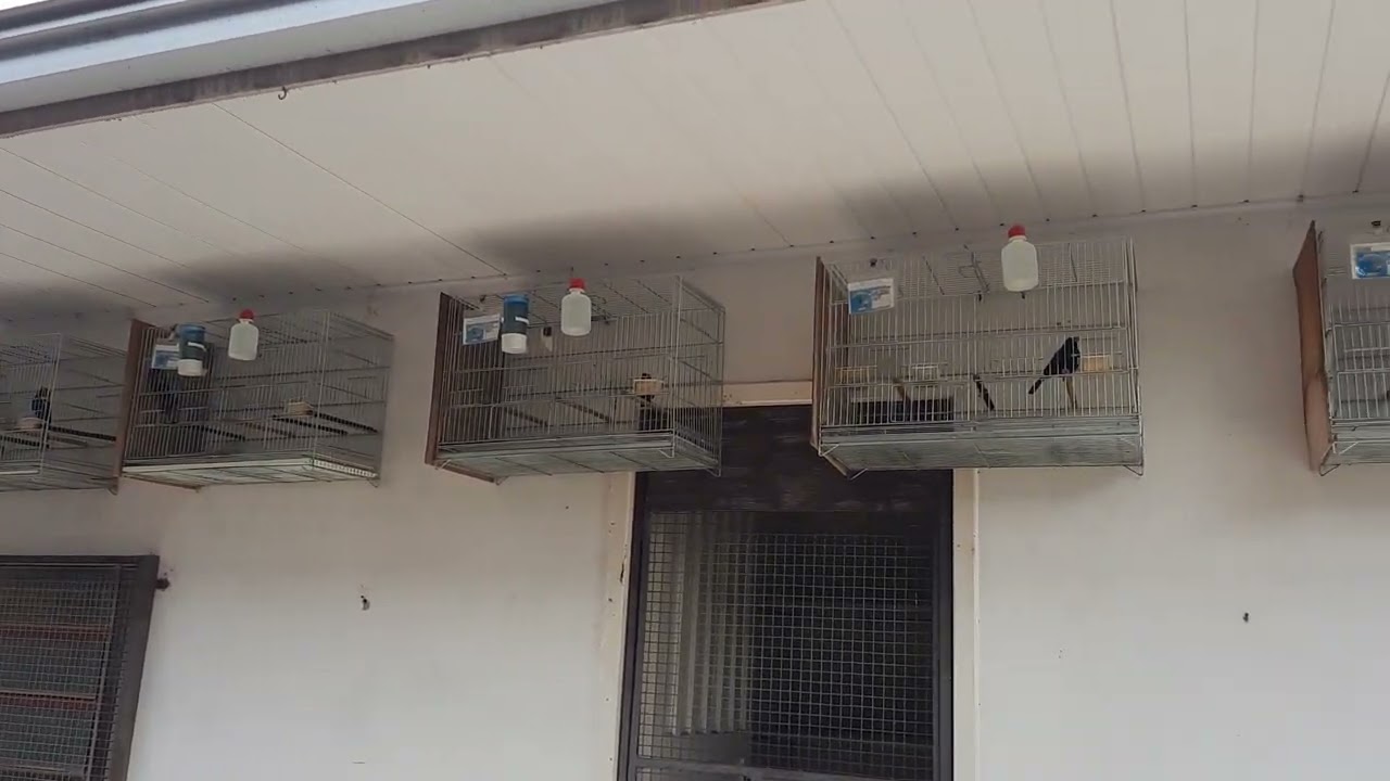 Baderna de azulão criadouro mpf comercial Ortigueira Paraná