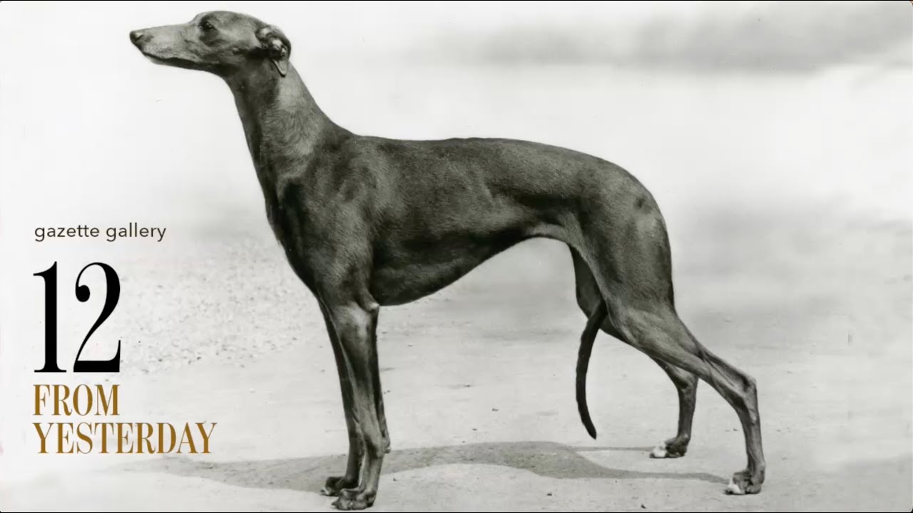 AKC Gazette Gallery • 12 From Yesterday: Favorite vintage dog photos from our Library and Archives