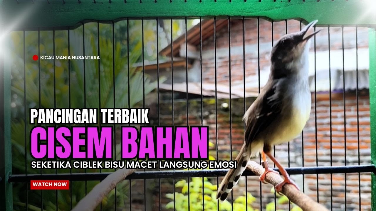Burung Ciblek SEMI Gacor NGEBREN Untuk Pancingan Ciblek dan MASTERAN BURUNG Kesayangan Anda