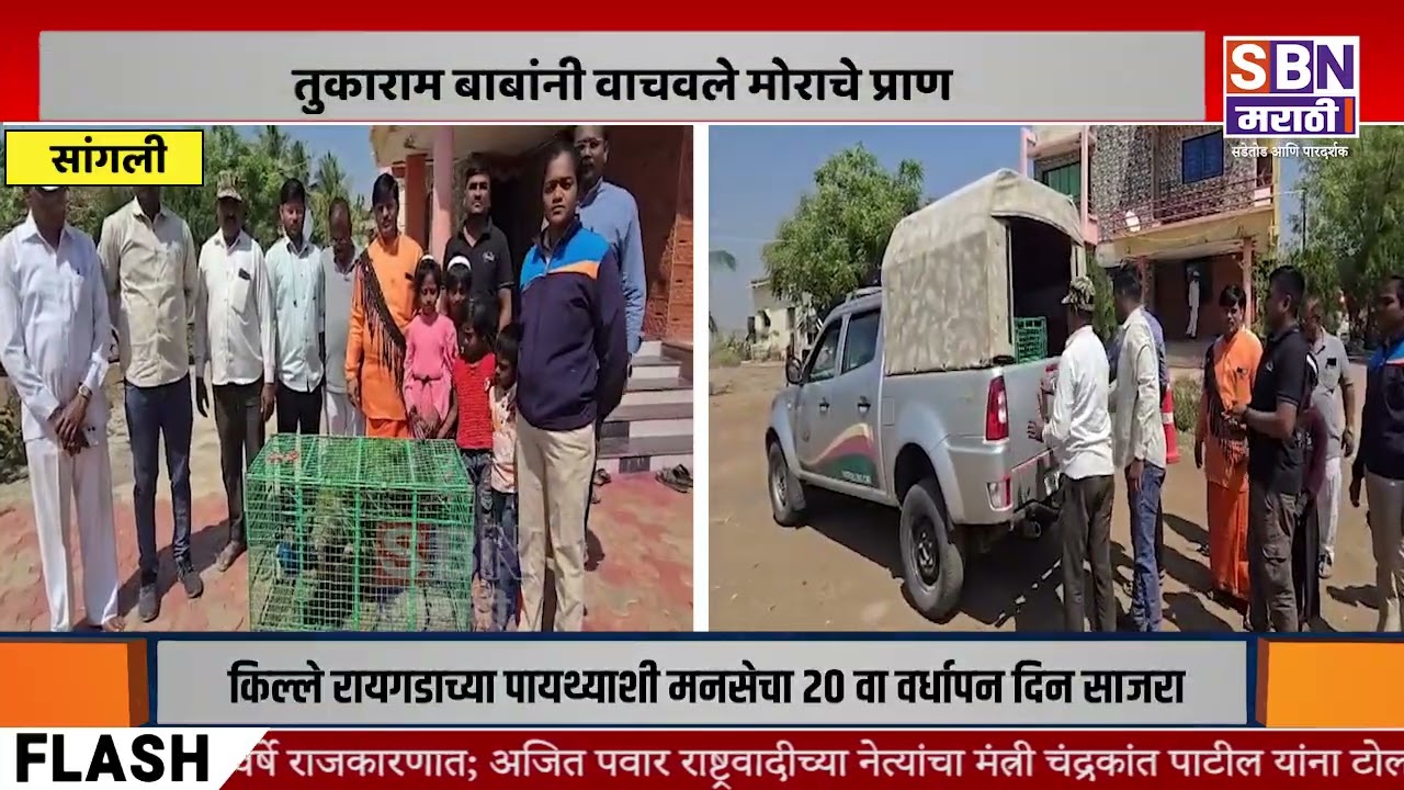 SANGLI  | कुत्र्याच्या हल्ल्यात मोर जखमी, तुकाराम बाबांनी वाचवले मोराचे प्राण.