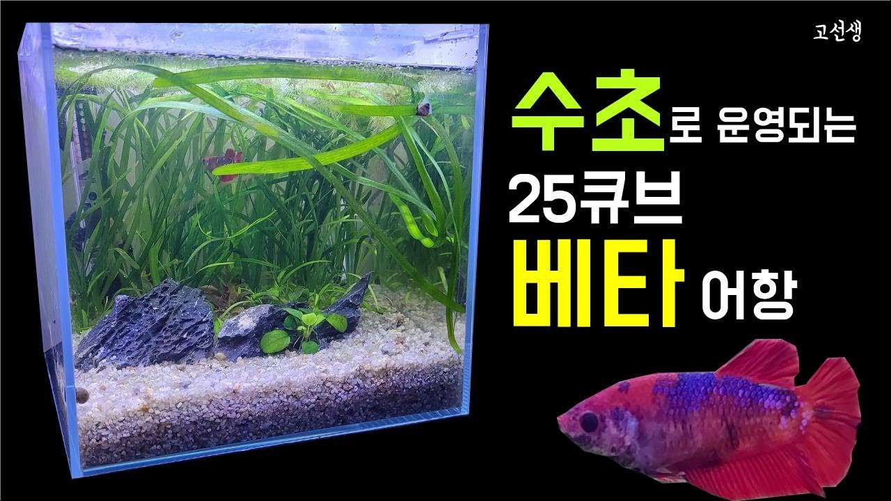 [25큐브] 무여과 베타어항 만들기...!  [로우테크 & 베타]/ Walstad / 왈스타드 /무여과/ 수초/