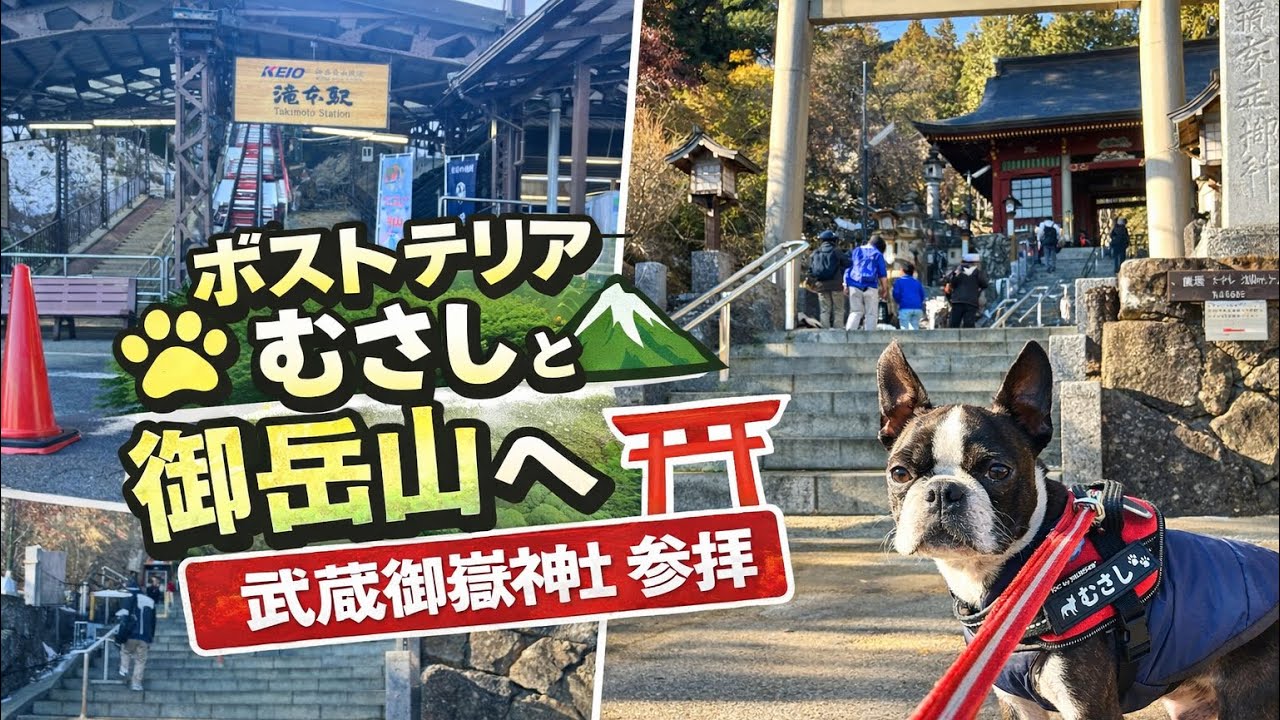 ボストンテリアむさしと御岳山へ｜武蔵御嶽神社参拝