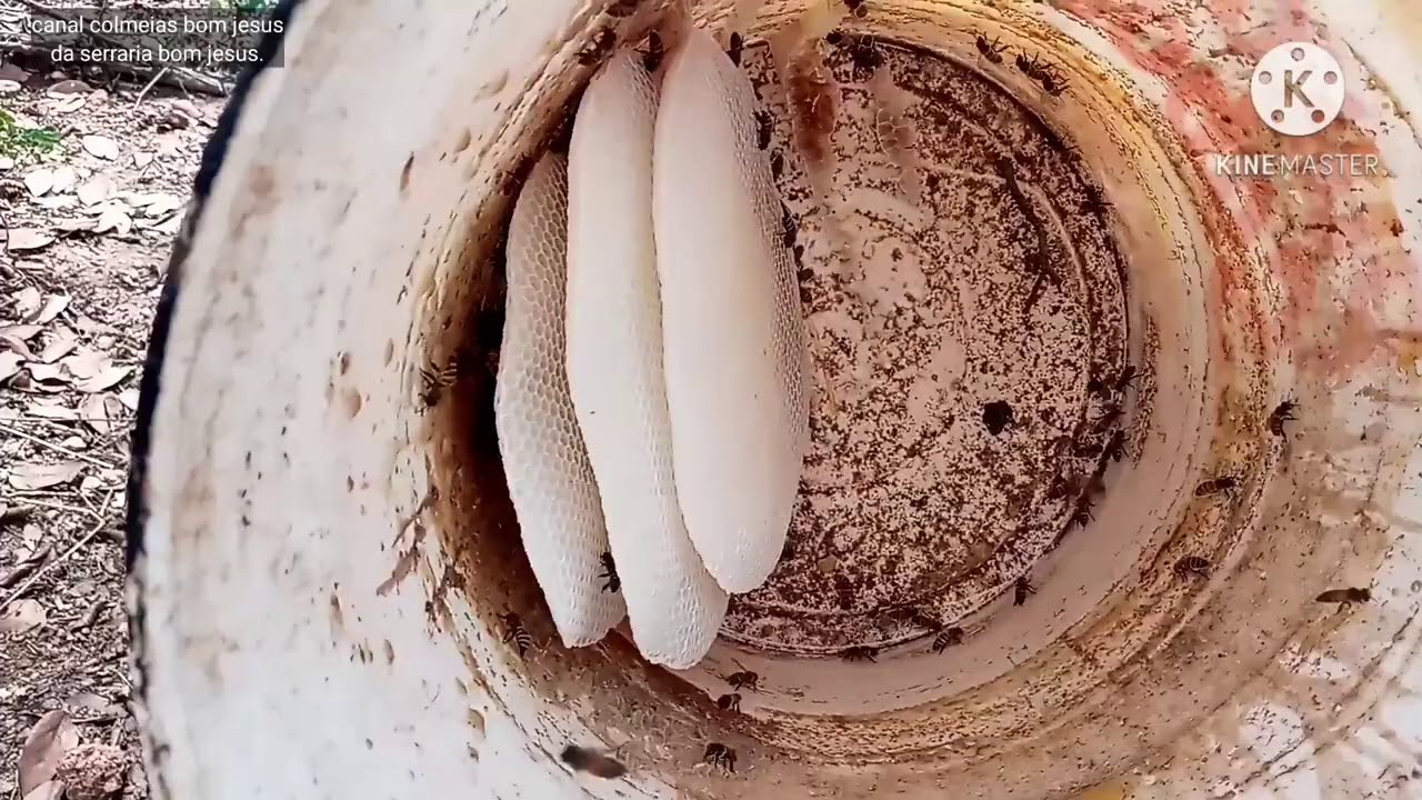 Primeira captura de apis nas iscas 🐝.