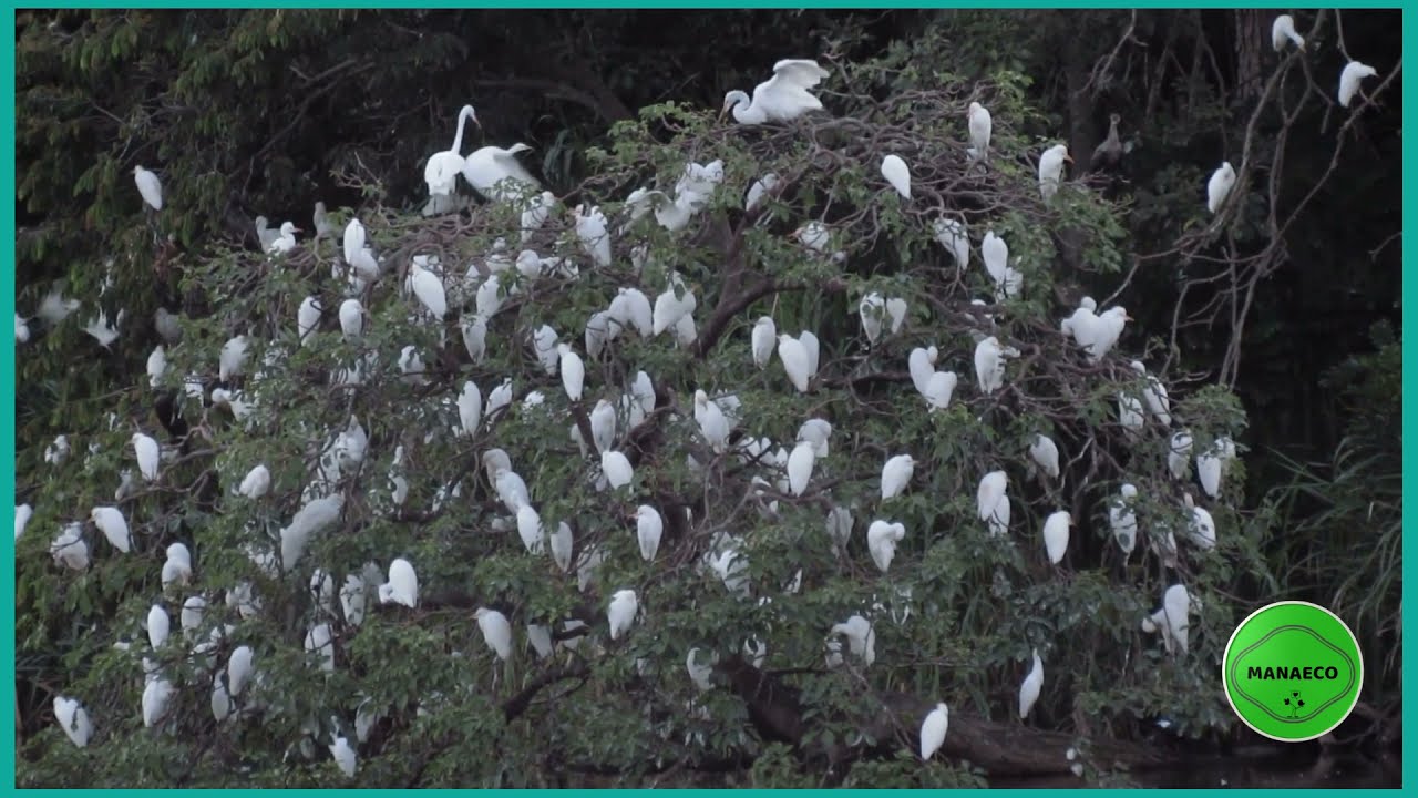 Cientos de Garzas de Ganado, Cattle Egret.