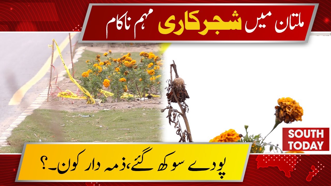 Plantation Drive in Multan Faces Challenges as Past Saplings Wither | South Today