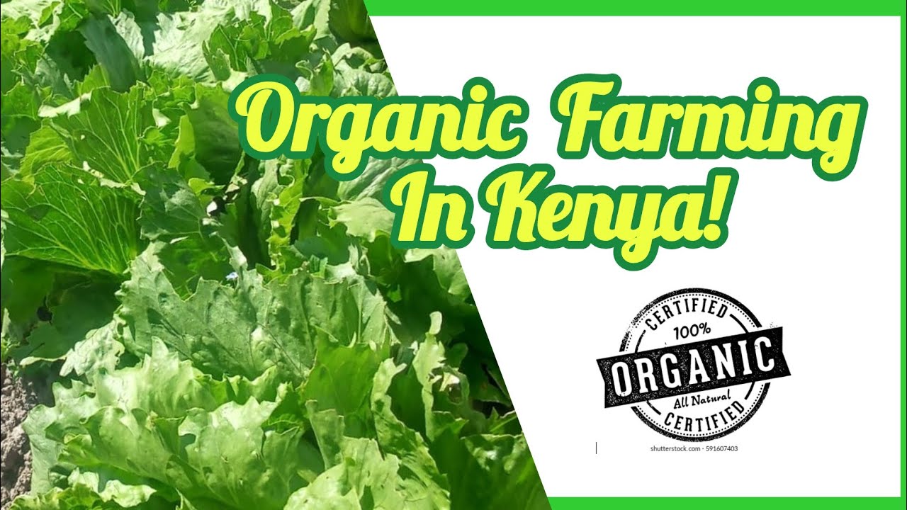 Organic Farming in Kenya: Tips, Certification, and the case study of Muranga County
